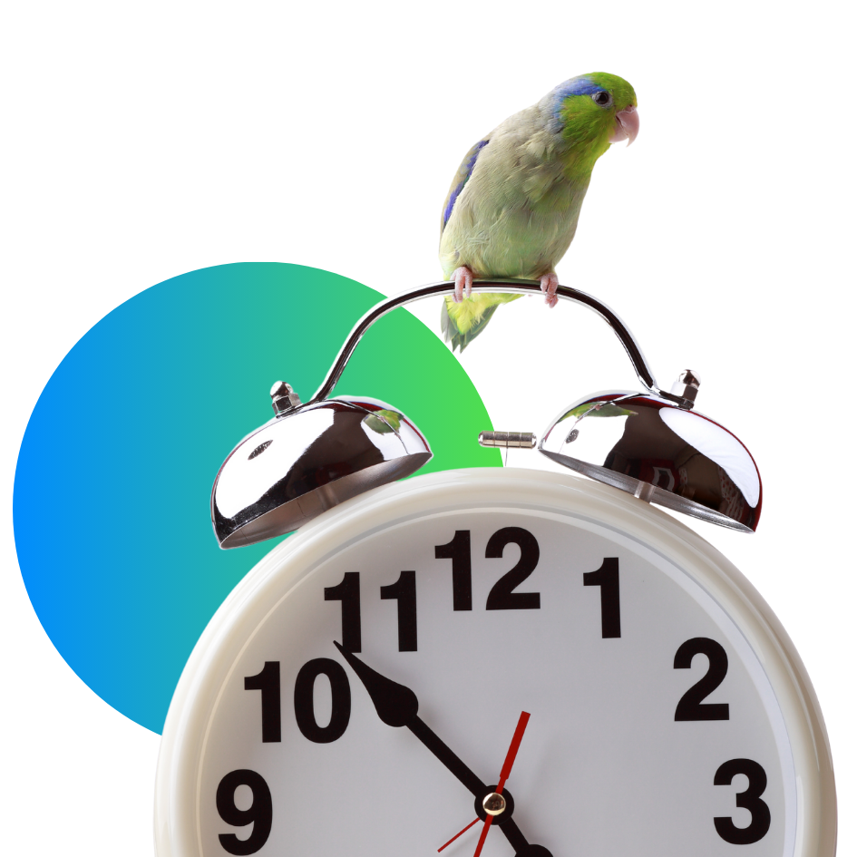 early bird tilbud early bird tilbud